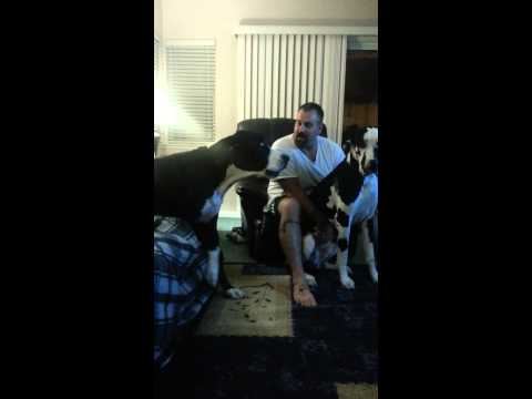 كلب غيّور يُطالب صديقه بحصّته من الاهتمام