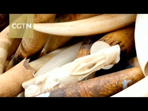 الصين تستعد لحظر تجارة العاج