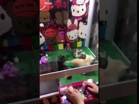 لعبة جديدة تتيح الحصول على قطط حقيقية بدلًا من الدمى