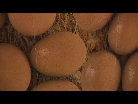 سحب ملايين البيضات من رفوف المتاجر الأوروبية