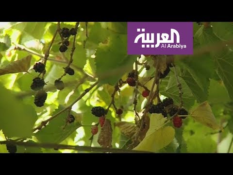 توت الطائف من أغلى الثمار الموسمية