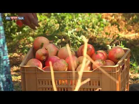 تستور تحتفل بموسم قطف الرمان