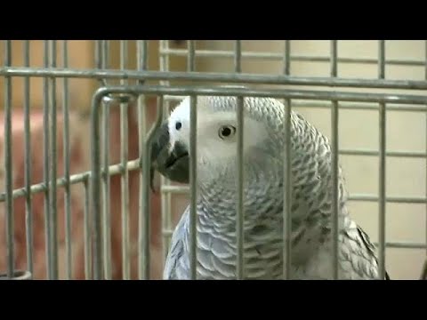 شاهد  ببغاء يرتل سورًا من القرآن الكريم ويحفظ الشهادتين