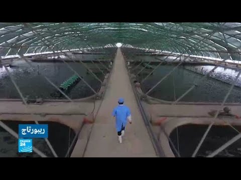 انتشار مزارع تربية الجمبري في دلتا الميكونغ في فيتنام