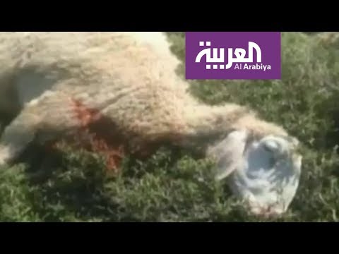 شاهد  مستوطنون إسرائيليون يعذِّبون شاه حتى الموت