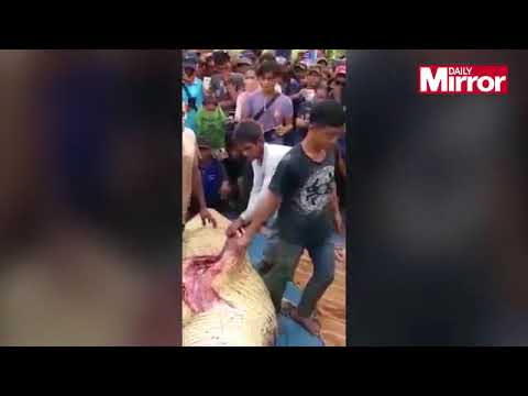 لقطات مرعبة للحظة خروج بقايا رجل من بطن تمساح