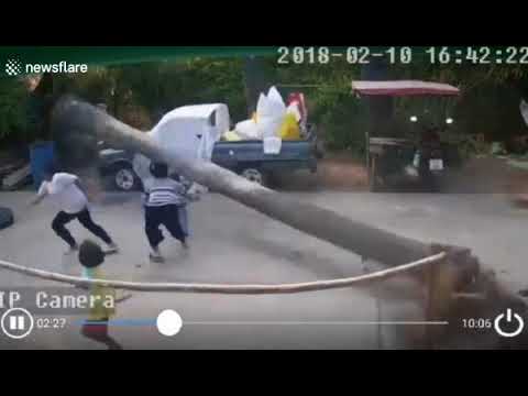 نجاة طفل بأعجوبة عقب سقوط نخلة ضخمة بجواره