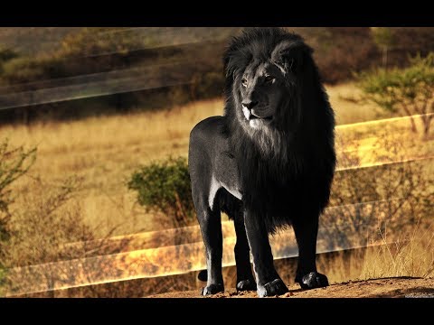 أشهر 3 حيوانات انقرضت في 2017 قد تعود للحياة مجددا