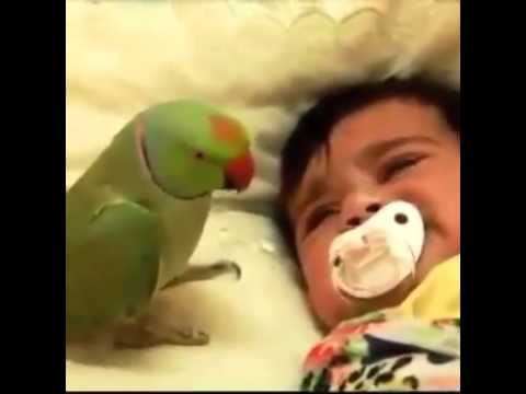 ببغاء يداعب طفلا ليكفَّ عن البكاء