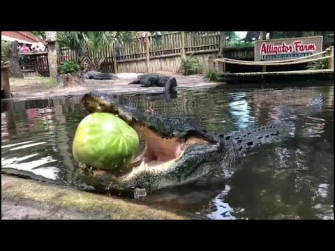 القوة الساحقة لفكي تمساح وهو يقضم بطيخة