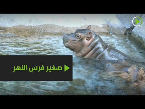 ولادة صغير فرس النهر النادر