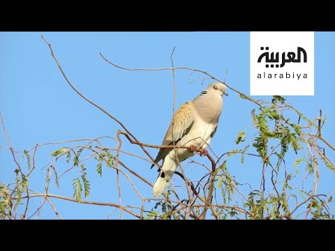 شاهد سعودي يوثّق طيور المملكة المهاجرة في كتاب مجاني