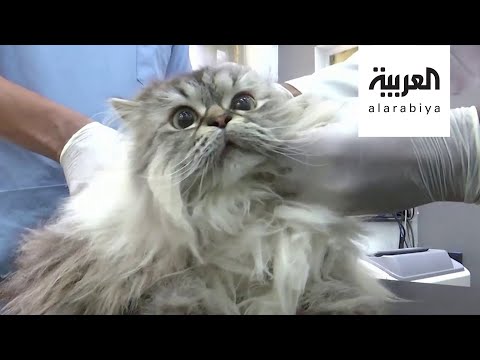 أول إصابة لحيوان بفيروس كورونا في بريطانيا