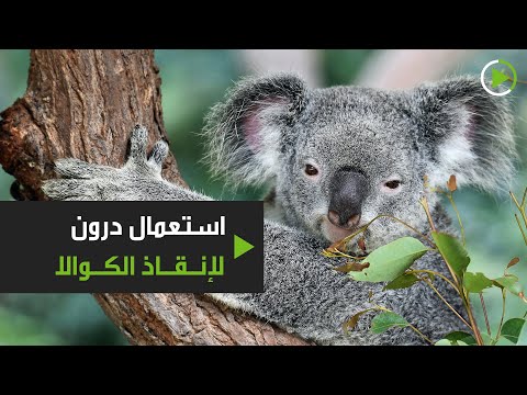 طائرات درون مزودة بتقنية الأشعة تحت الحمراء تنقذ الكوالا من الإنقراض