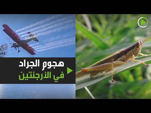 هجوم جديد لأسراب الجراد في الأرجنتين