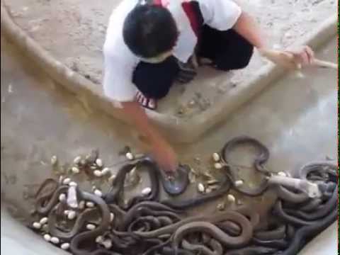 شاهدشاب يهودي يُتقن تربية الأفاعي في منزله