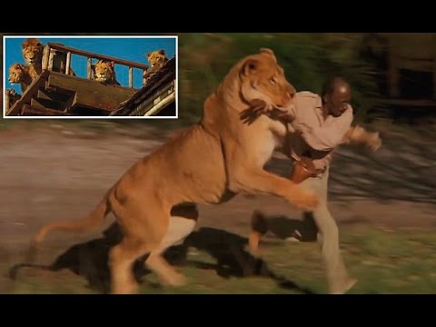 فيديو عائلة تعيش مع 150 حيوانًا بريًا لتقديم أحد الافلام