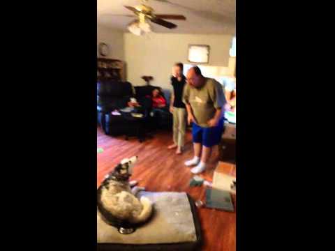 مشادة بين كلب ومالكه