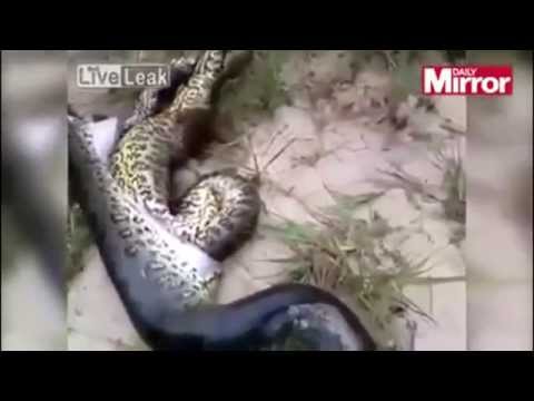 رجل يخرج أفعى عملاقة من بطن أفعى أخرى