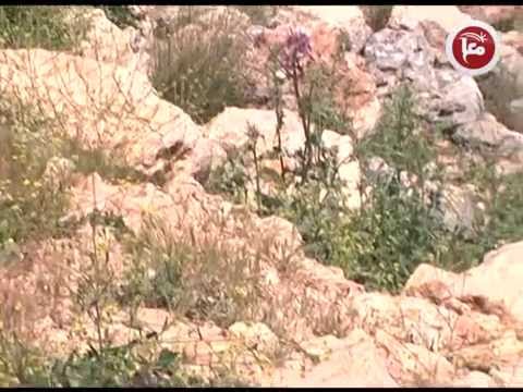 فيديو تكاثر الوبر الصخري مرض جلدي يصيب مواطني عنبتا