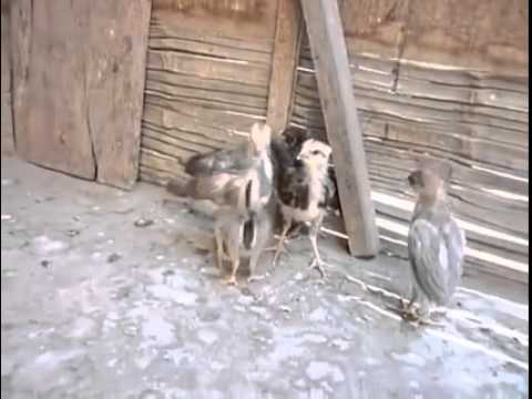 كتكوت عنيف يتشاجر مع أفراد عائلته