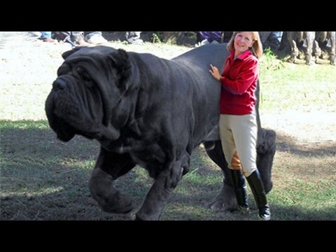 أضخم 10 كلاب حراسة في العالم