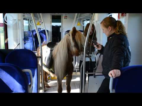 فتاة تصطحب مهرًا صغيرًا في القطار