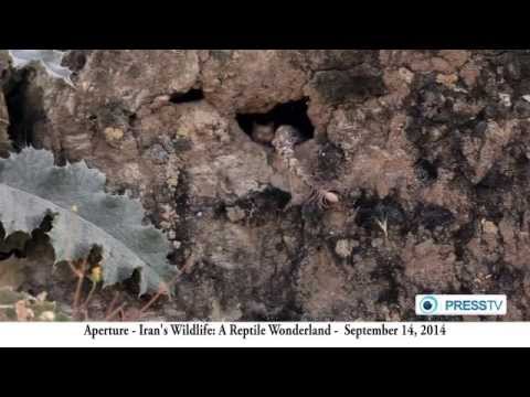 ثعبان يستخدم ذيله لجذب فريسته