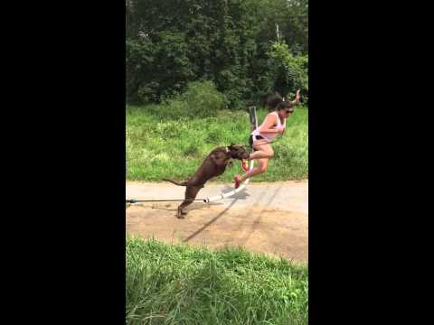 حسناء تعلم كلبها قفز الحواجز فتسقط على وجهها