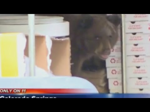 أنثى دب صغيرة تختبئ في مطبخ مطعم بيتزا