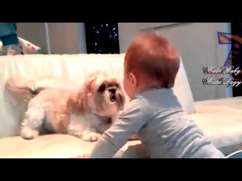 كلب لطيف يشاكس طفل رضيع