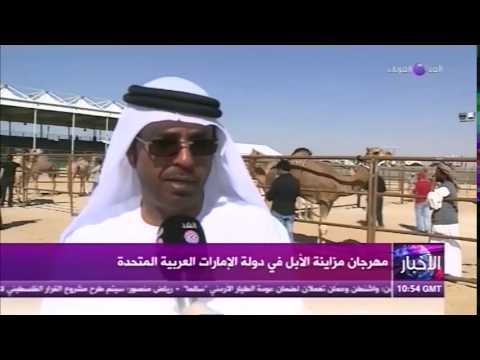 مهرجان مزايين الإبل إطلالة حضاريَّة للإمارات