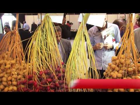 انطلاق معرض بلح فلسطين