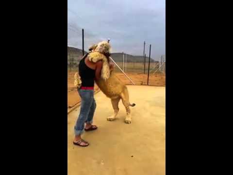 52 مليون مشاهدة لأسد يعانق فتاة بطريقة مدهشة