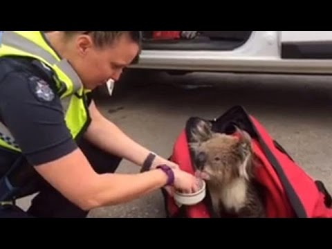 الحرائق تدمر أكثر من مائة منزل في أستراليا