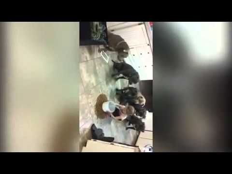 طفلة صغيرة تتحكم بـ6 كلاب شرسة