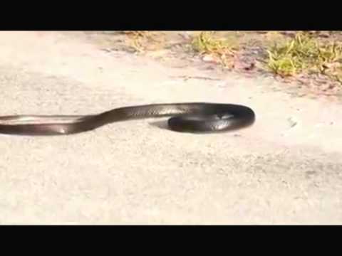 تتلوى حول نفسها من شدة الألم