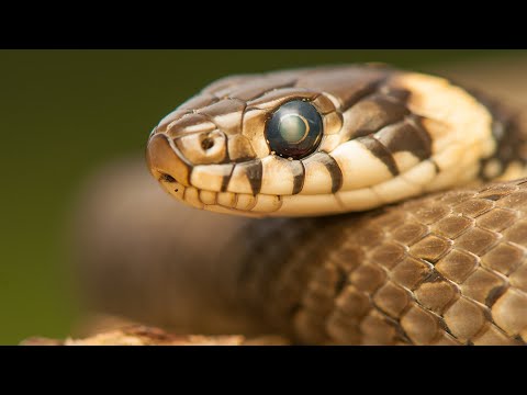 شاهد بالفيديو  تفسير حلم الافعى